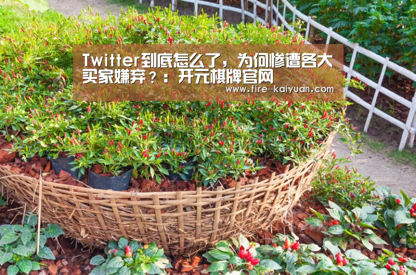 Twitter到底怎么了,为何惨遭各大买家嫌弃?:开元棋牌官网(图3) 开元
